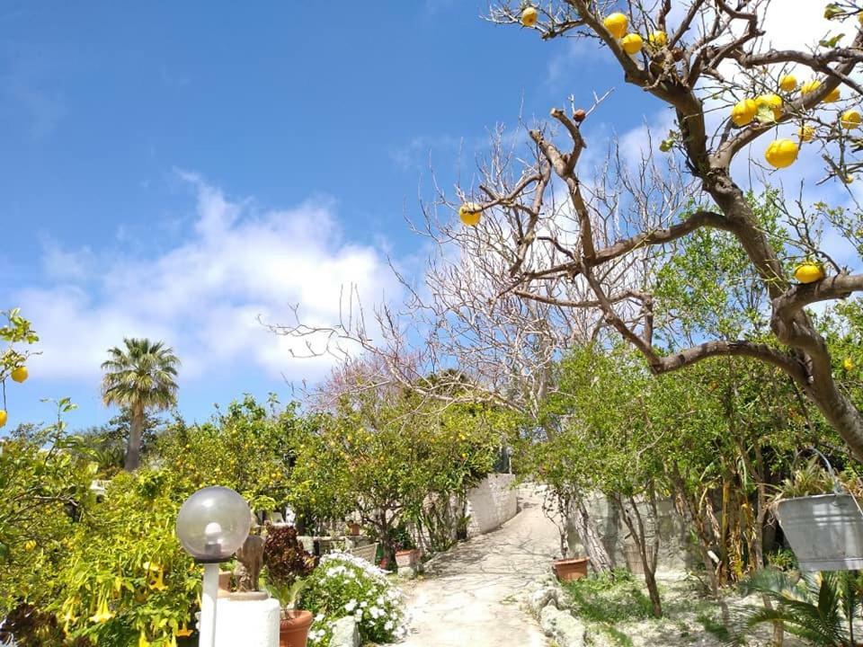 Residence Limoneto Ischia Forio  Exterior photo